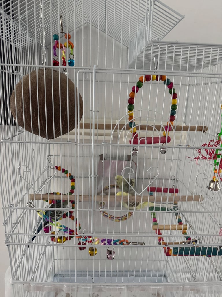 2 budgies with full cage set up