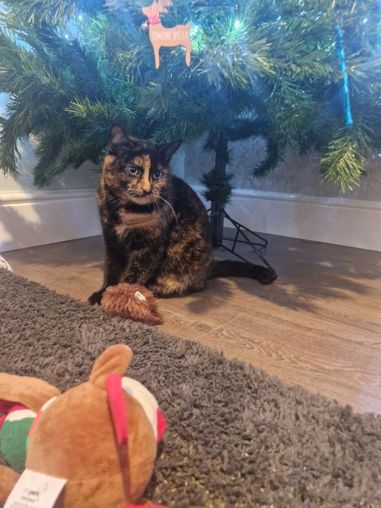 BEAUTIFUL TORTY SAGE 