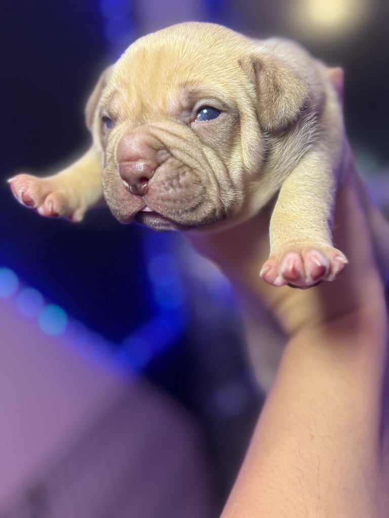 Pocket bully Puppy’s 