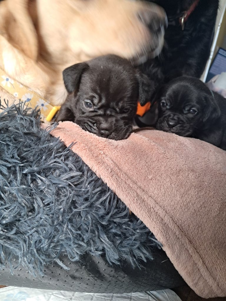 Frenchbulldog cross puppies 5 left 