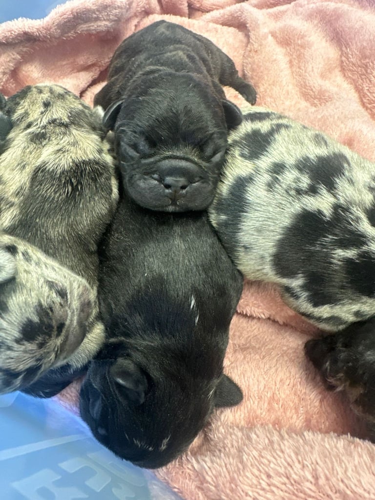 French bulldog puppies 