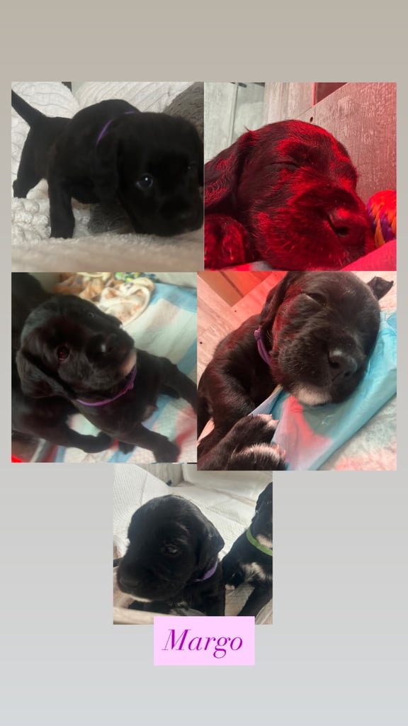 Boxer-doodle puppies