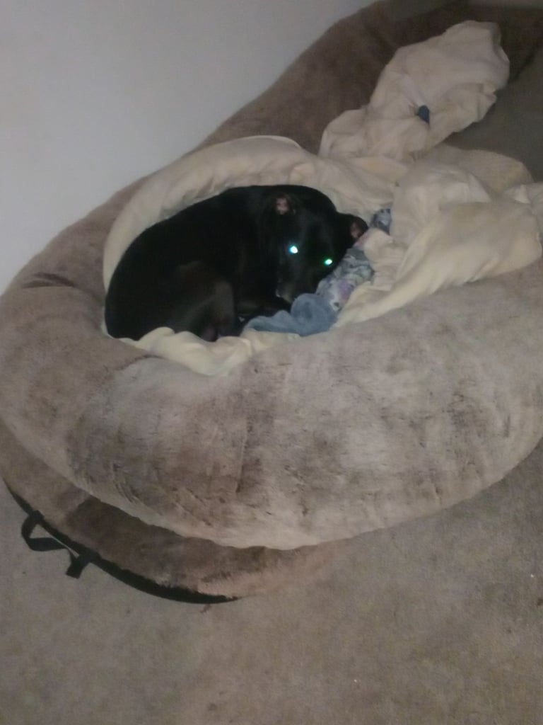 Female staffy name blue rehome