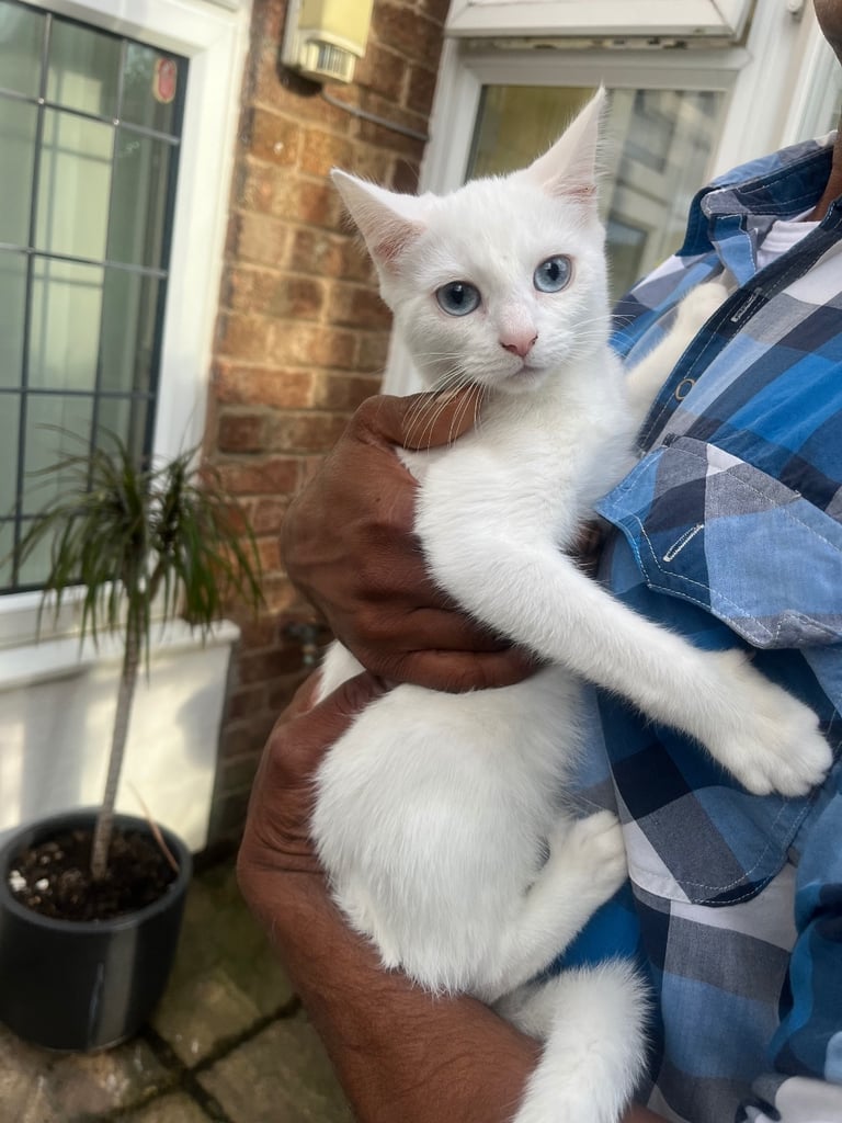 Russian white kitten