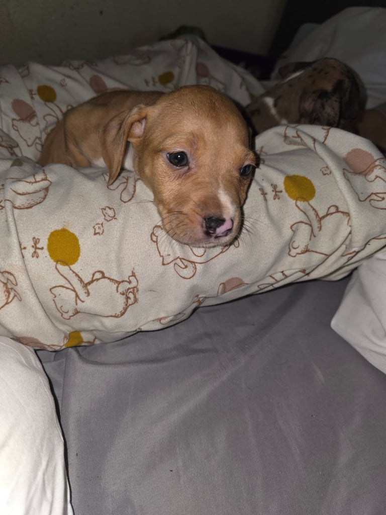 Alapaha blue blood bulldog