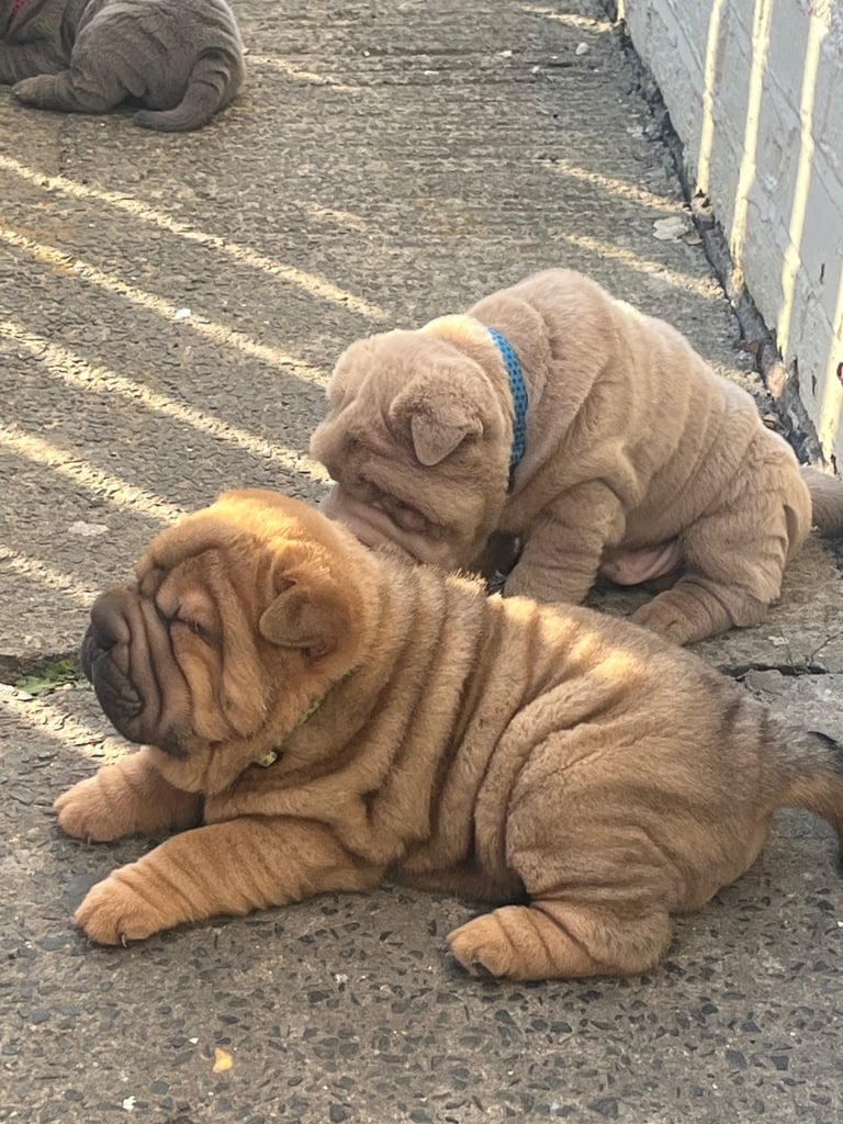 Shar pie puppy’s 