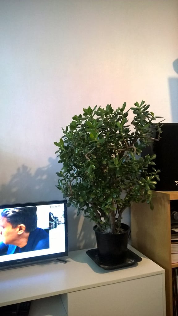 Big Flowering 25 Years Old Money Tree/Jade Plant Succulent Bonsai.