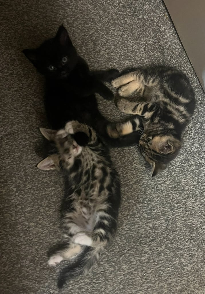 🐾 Gorgeous Male Kittens Looking for Loving Homes 🐾