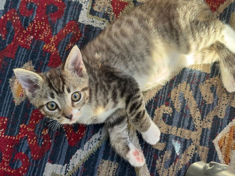 Ragdoll and Domestic Short Hair mix kitten female