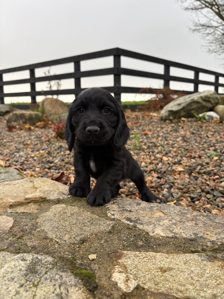 Cocker Spaniel Pups