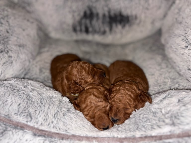DEEP RED COCKAPOO PUPPIES