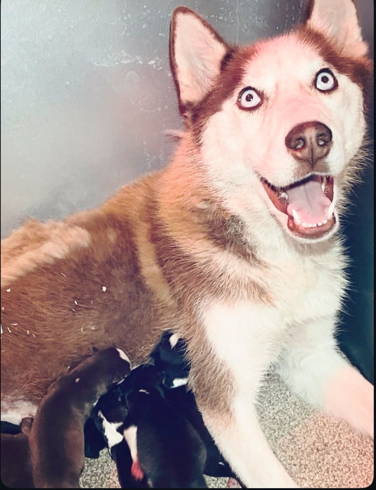 Siberian husky puppies 