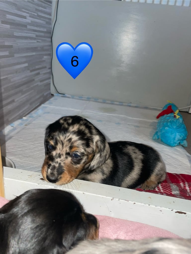 Long Haired Dachshund Puppies READY NOW!