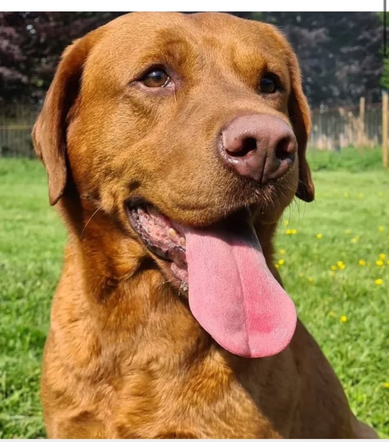 1 KC reg Dark Fox Red Labrador puppy remaining 