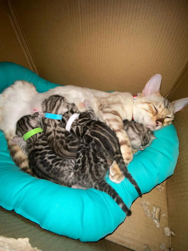 Bengal kittens for sale ready to reserve 