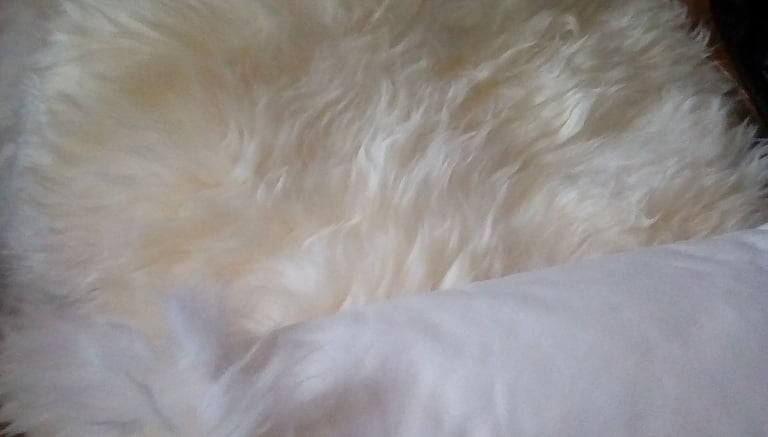 Sheep. Skin extra large