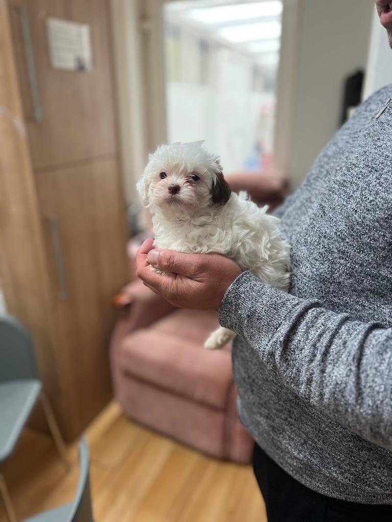 Maltese