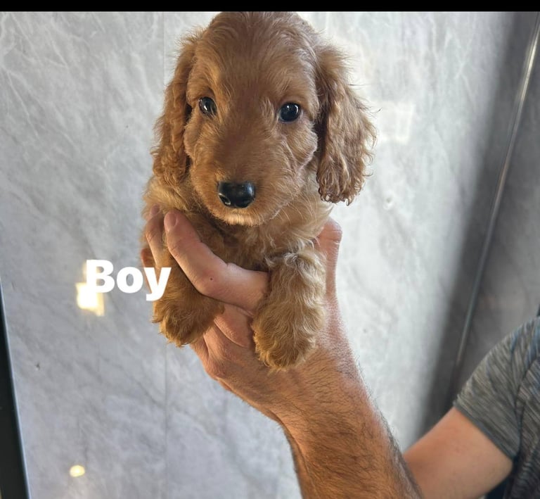 Cockapoo puppies ready to leave for the forever homes