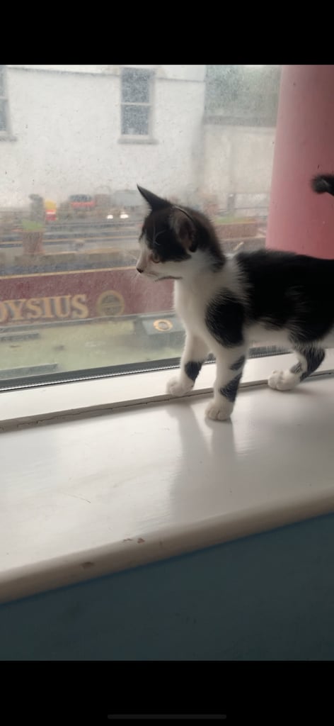 Kittens 