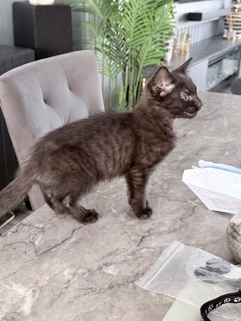 BEAUTIFUL HALF BENGAL KITTENS READY NOW