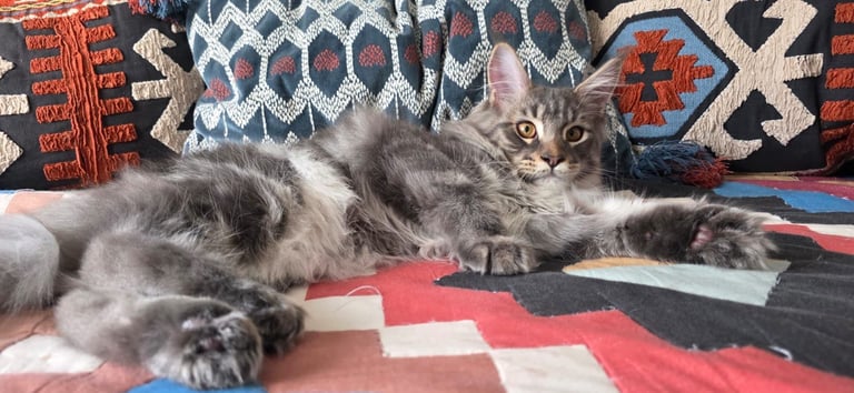 Maine Coon kittens all male 