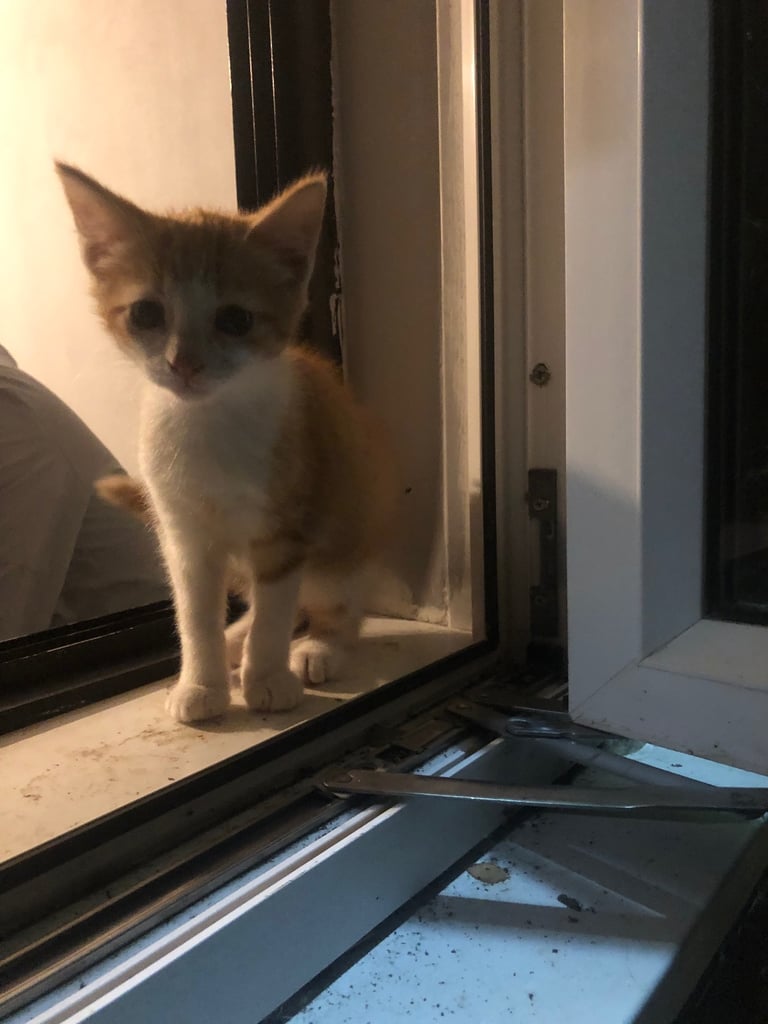 Beautiful Bombay  kittens 