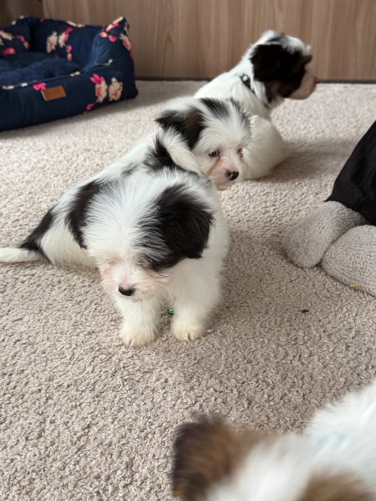 Shih tzu puppy’s 