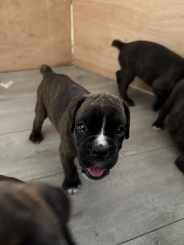 KC Boxer puppies - bobtail & longtail 🐶🩷💙