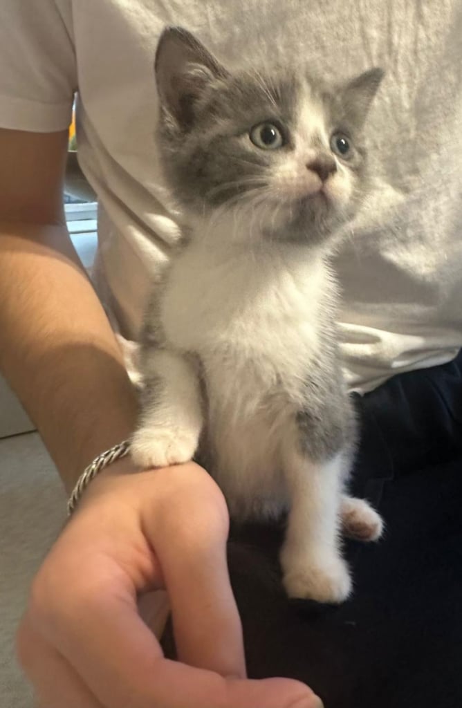 Beautiful British Short haired mixed breed kittens 