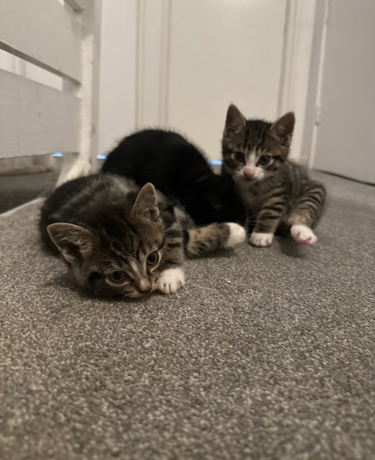 2 playful British shorthair kittens 