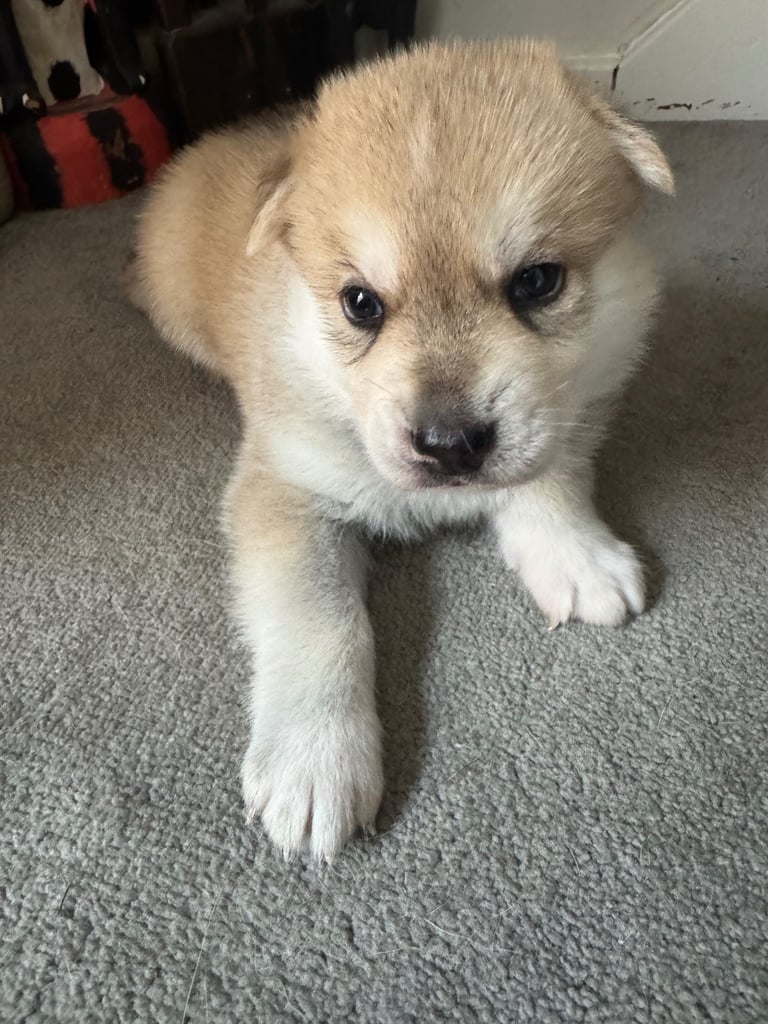 Puppies 