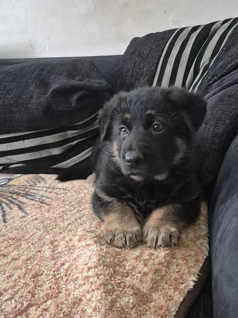 German Shepherd pup