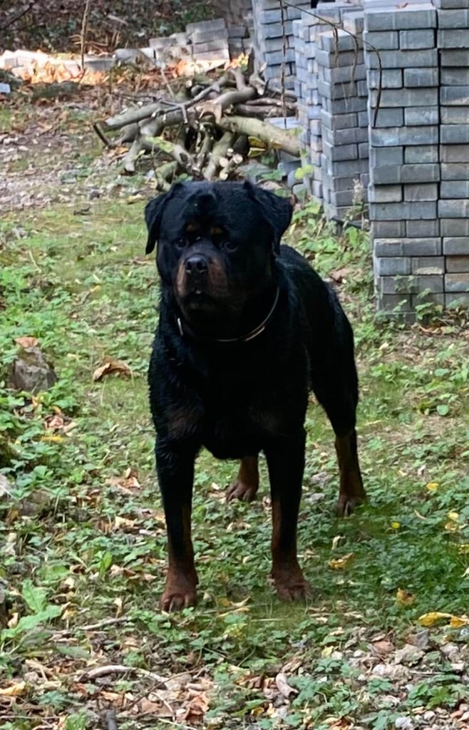 Gentle 8-Year-Old Rottweiler – Loyal, Loving Family Dog