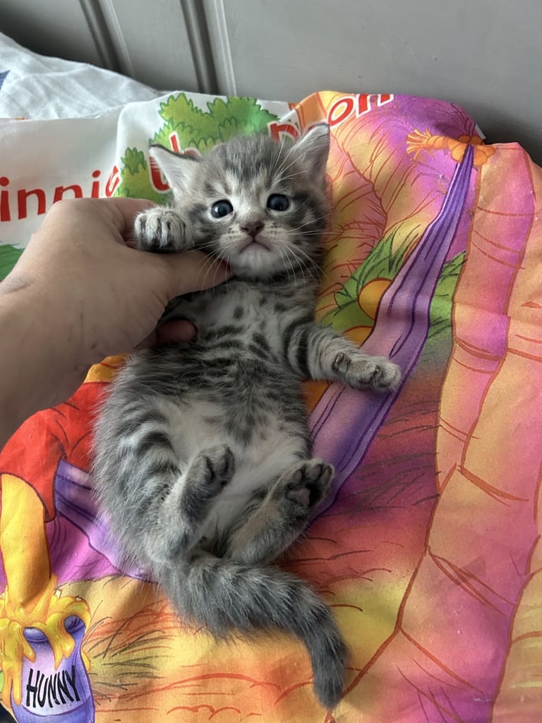 Kittens Ready NOW British Blue cross