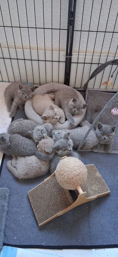 Top Pedigree British Shorthair Kittens