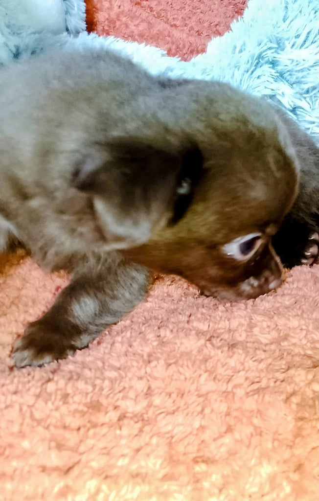 Only 2 left,,, Pure Bred long haired Chocolate Chihuahuas 