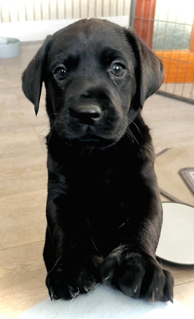 8 superb kc reg Labrador puppies ( 6 days and your pup can come home!!)—