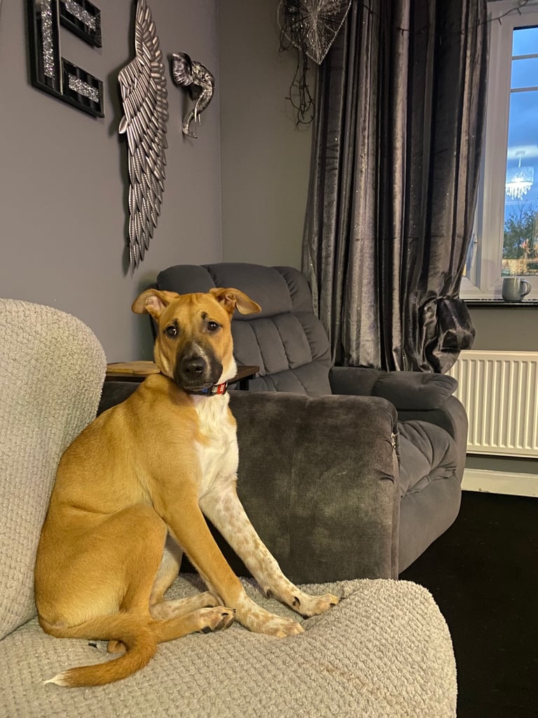 Dog