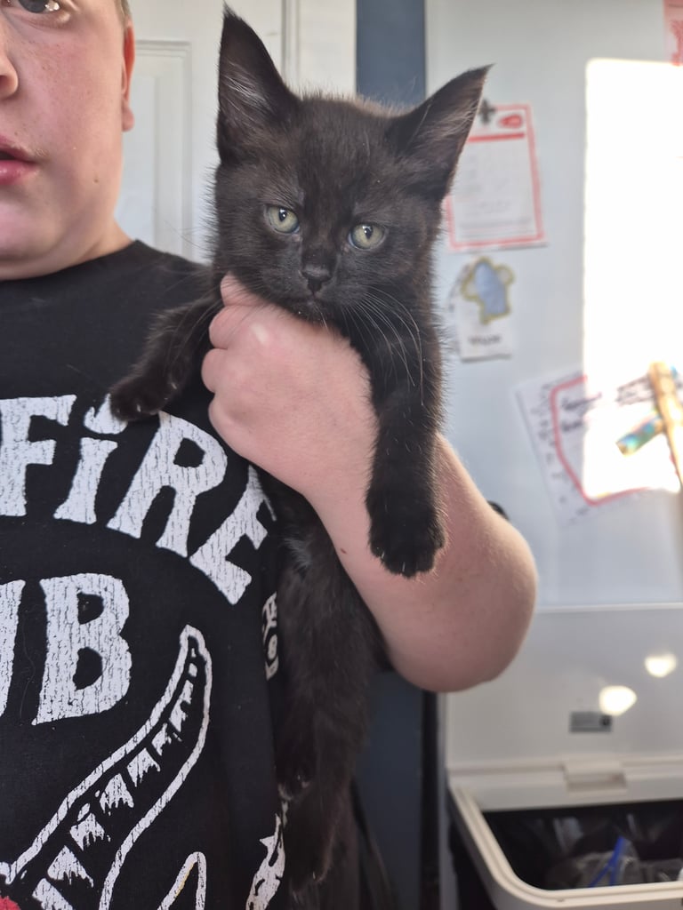 2 boy kittens 
