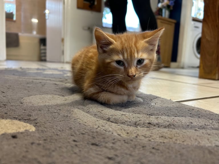 image for Male ginger kitten for sale 