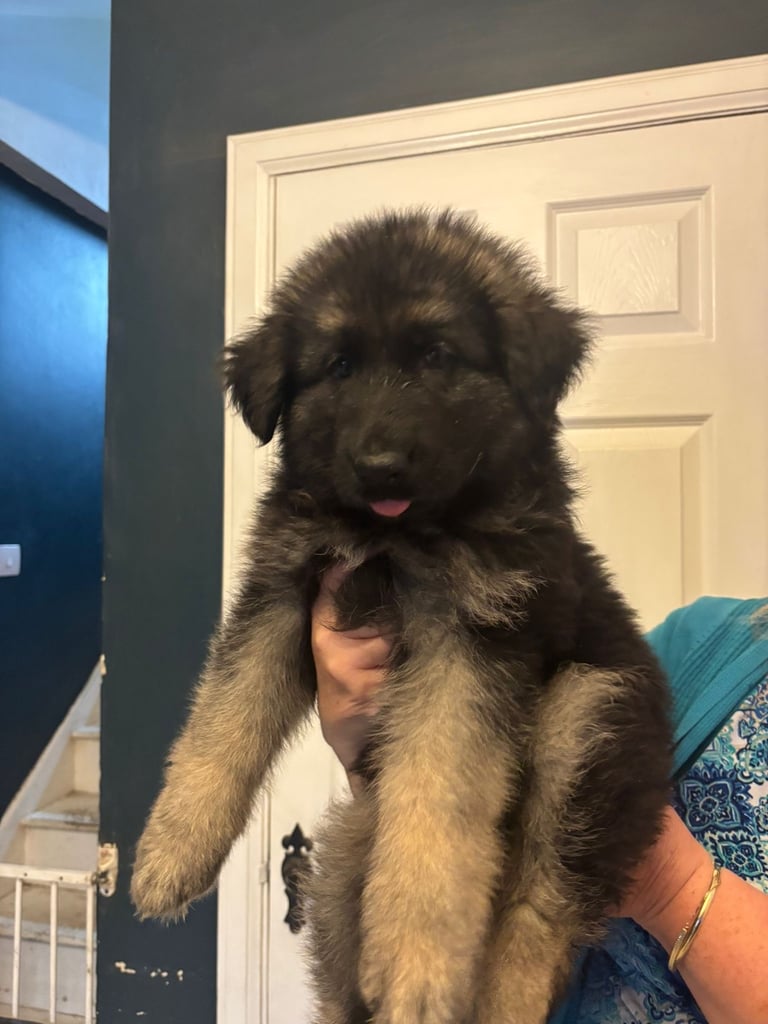 KC Straight Back Long Coat GSD Puppies.