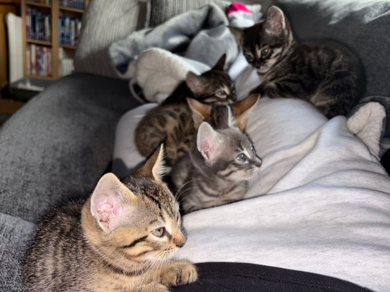 Russian Blue Bengals for Sale