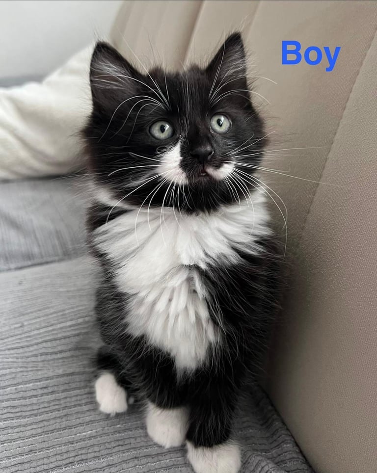 6 beautiful fluffy kittens for sale
