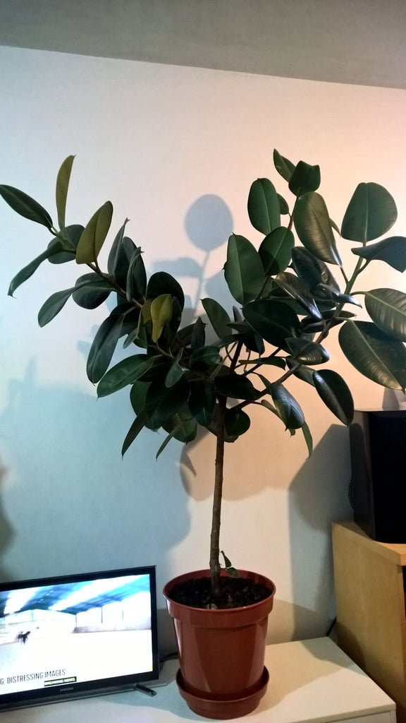 Big Ficus Elastica (Rubber Plant) Tree,