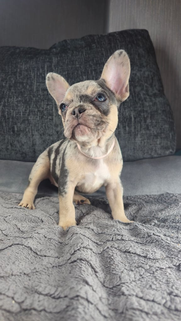 KC unique french bulldog puppies