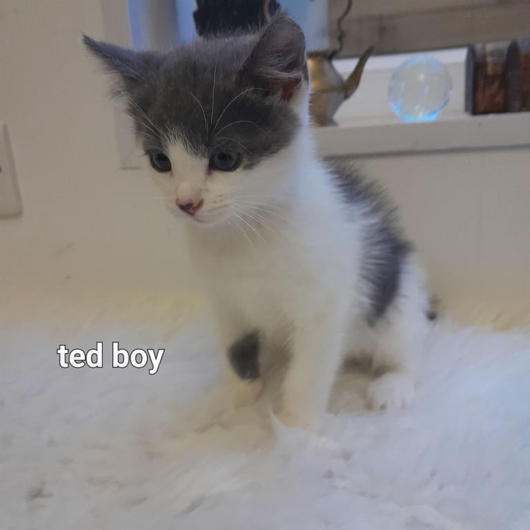  Bi colour white and blue kittens siamese/british shorthair/mix