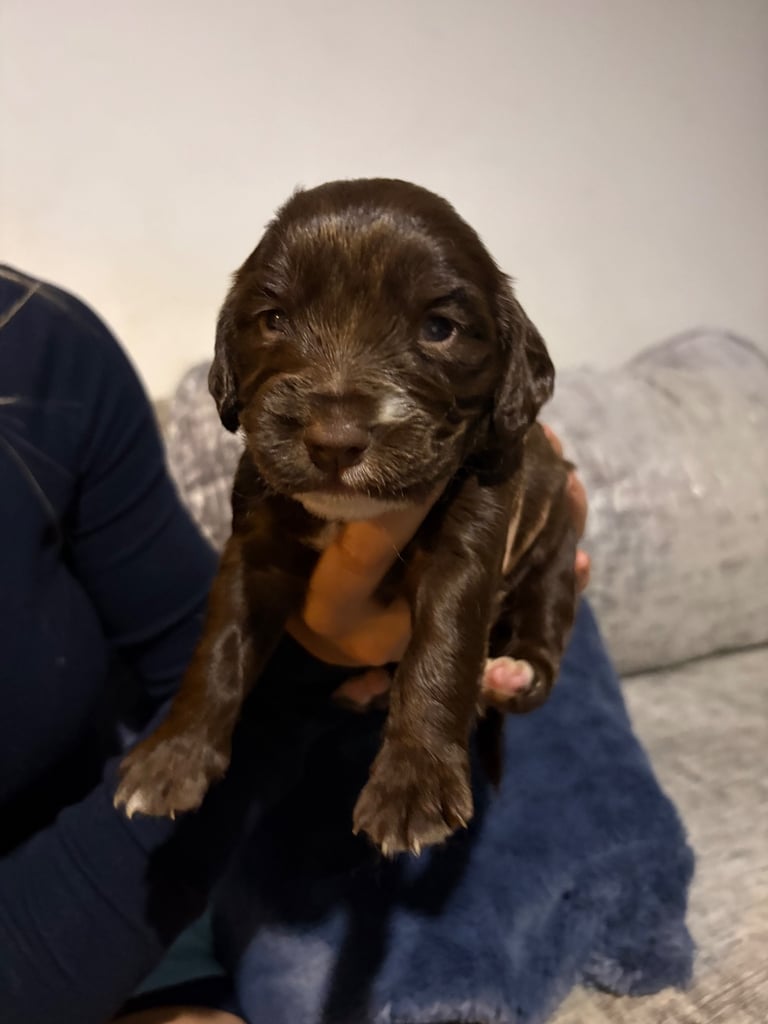 image for Sprocker Spaniel/Patterdale puppies for sale - ready for collection 16/12 - 25/12