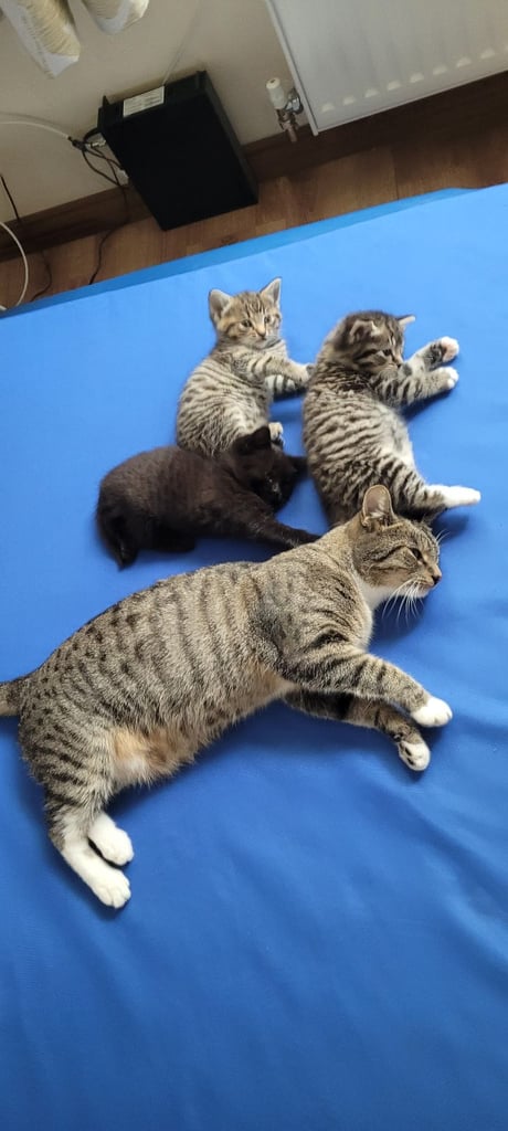  beautiful kitten male