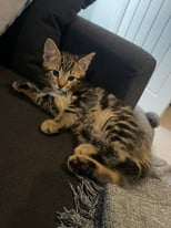 Bengal cross kitten - sold