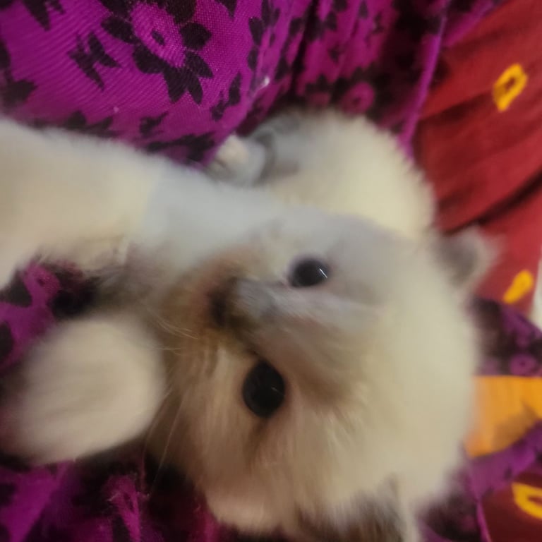 Beautiful two little Ragdoll